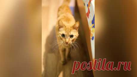 Но он сказал, что кот ему не нужен Хозяин животного заявил, что кота не выбрасывал, но и забирать его обратно не собирается.


Красноярского кота по кличе Леопольд спасла соседка Ирина Москаленко, которая заметила исхудавшее животное в подъезде.

Ирина рассказала Лайфу, что рыжего кота в своём подъезде она увидела несколько неде