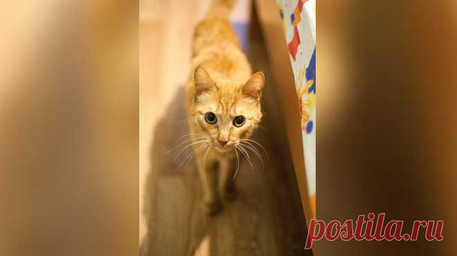 Но он сказал, что кот ему не нужен Хозяин животного заявил, что кота не выбрасывал, но и забирать его обратно не собирается.


Красноярского кота по кличе Леопольд спасла соседка Ирина Москаленко, которая заметила исхудавшее животное в подъезде.

Ирина рассказала Лайфу, что рыжего кота в своём подъезде она увидела несколько неде