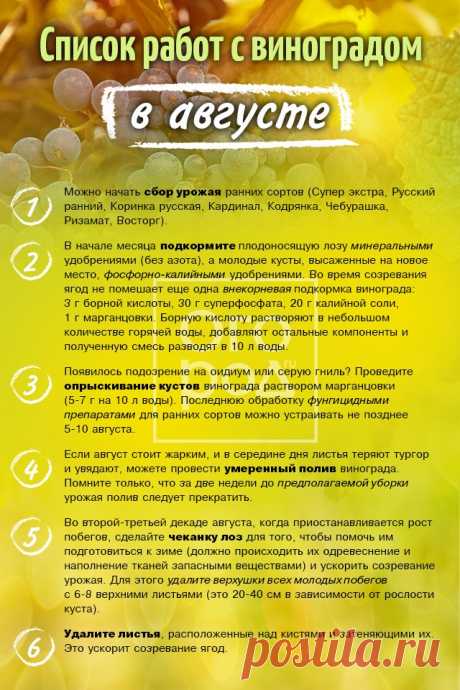 Список работ с виноградом в августе
