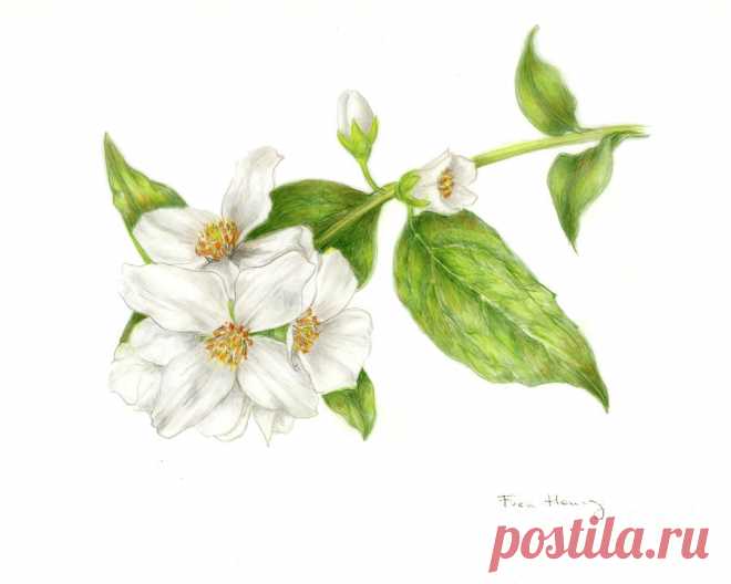 Mock Orange Philadelphus Coronarius by Fran Henig Mock Orange Philadelphus Coronarius Drawing by Fran Henig
