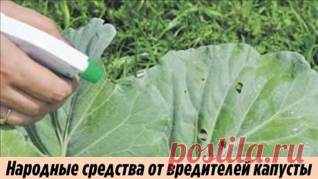 Белокрылка забыла дорогу к моей капусте после этой простой обработки Дачные хитрости и полезные советы