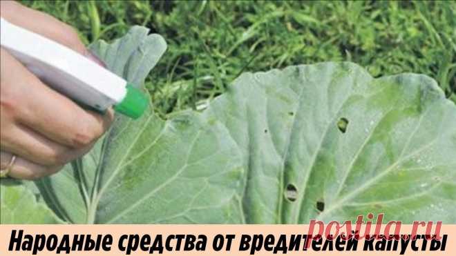 Белокрылка забыла дорогу к моей капусте после этой простой обработки Дачные хитрости и полезные советы