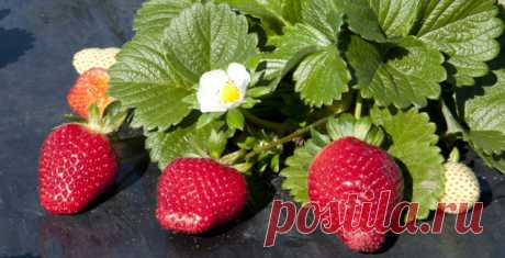 Ремонтантная клубника – что мы о ней знаем?