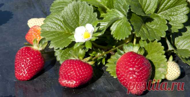 Ремонтантная клубника – что мы о ней знаем?