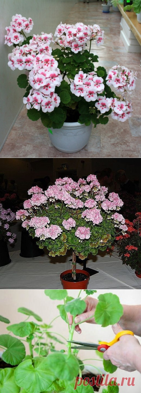 КАК ПРАВИЛЬНО ОБРЕЗАТЬ ГЕРАНЬ, ЧТОБЫ ОНА ПЫШНО ЦВЕЛА