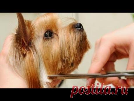 Easy Grooming Yorkshire Terrier 2019 (Step by Step)