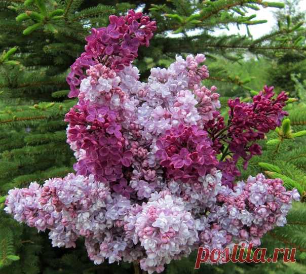 С ДОБРЫМ ЛЕТНИМ УТРОМ, ДРУЗЬЯ! Всем чудесного лета, солнца, отдыха, новых путешествий и ярких незабываемых впечатлений! 😊