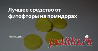Лучшее средство от фитофторы на помидорах Фитофтора – коварное заболевание. При благоприятных для неё условиях (холодная и влажная погода), болезнь распространяется практически молниеносно, унося с собой весь ваш урожай и все ваши труды. Чаще всего от фитофтороза страдают томаты. Сначала чёрные пятна появляются на листьях и стеблях, а позже и на самих плодах.
Существует проверенный годами способ профилактики и лечения фитофтороза. Для это