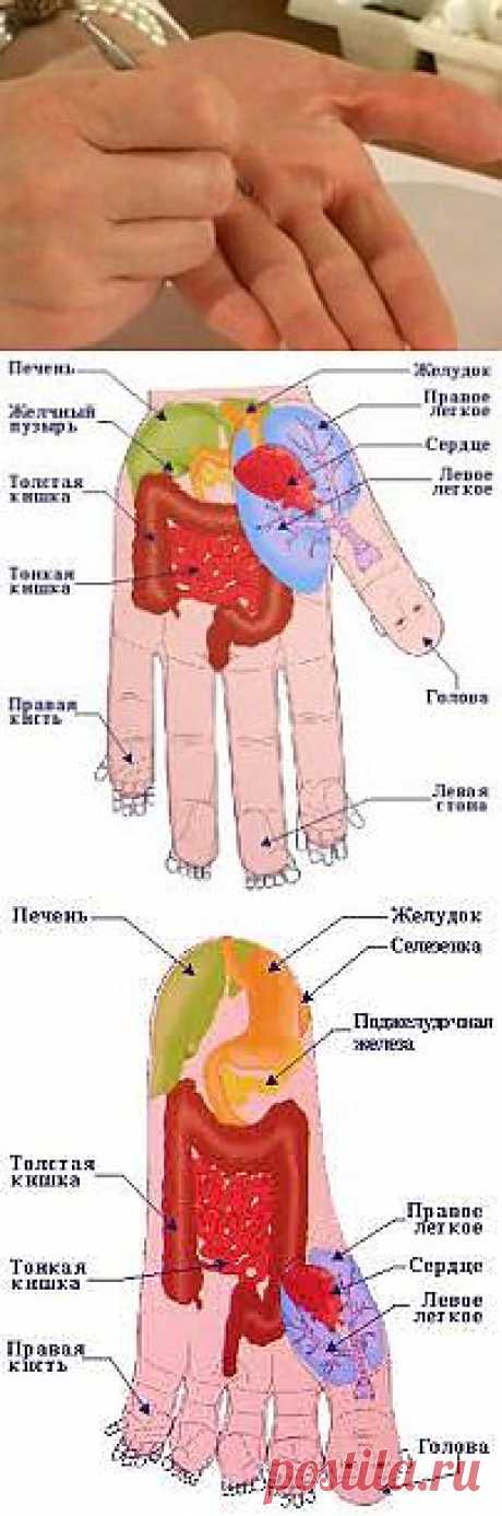 Су джок терапия | Домохозяйки