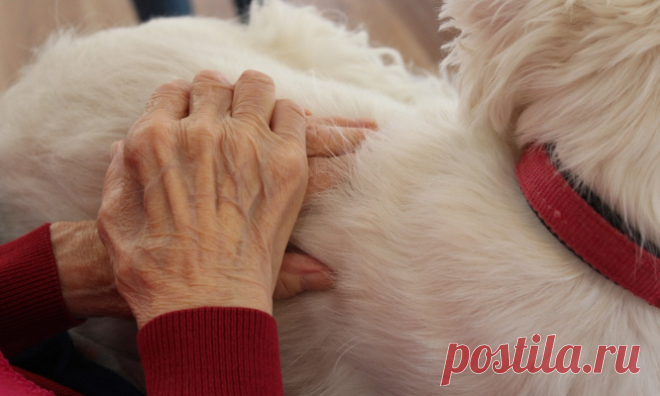 Pétition : Pour que les personnes âgées qui doivent se rendre en maison de retraite puissent emmener avec elles leur animal de compagnie. Animaux - Signez la pétition : Pour que les personnes âgées qui doivent se rendre en maison de retraite puissent emmener avec elles leur animal de compagnie.