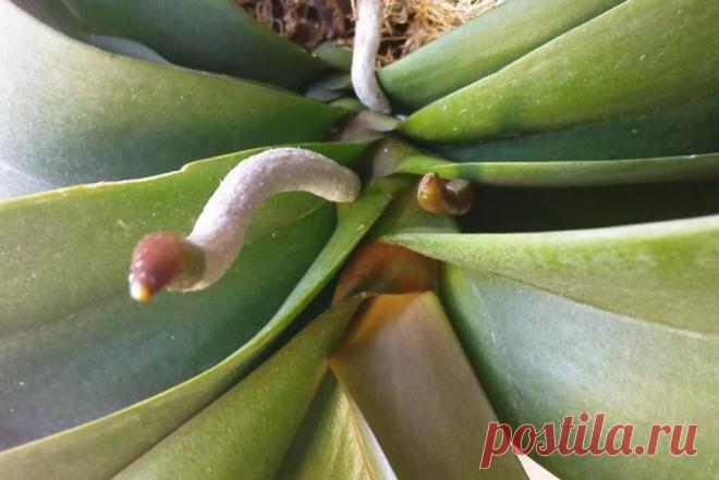 Как получить и вырастить цветонос орхидеи в квартире