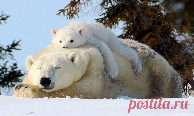 20 трогательных фото, которые доказывают, что животные - хорошие родители