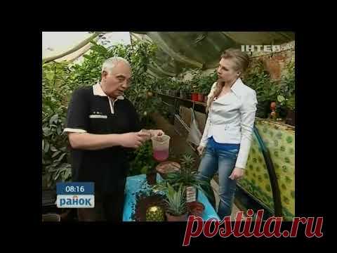 63.Выращиваем ананасы дома Ранок з Інтером 07.08.2015 - YouTube