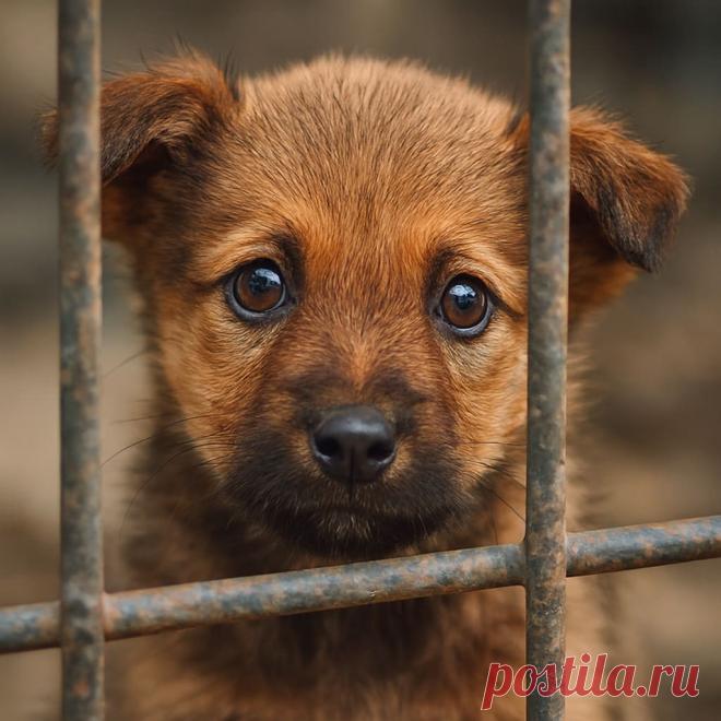 Бобка, пёс-хранитель - Готовим так!