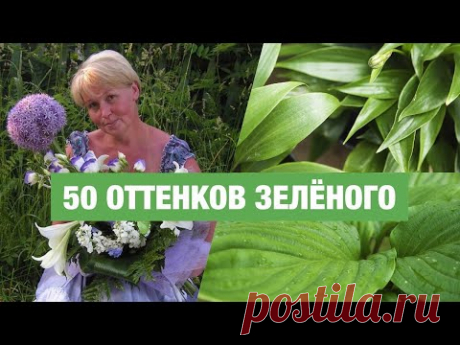 Зелёные хосты, преимущества сортов, разнообразие оттенков, экспозиция в БИН РАН