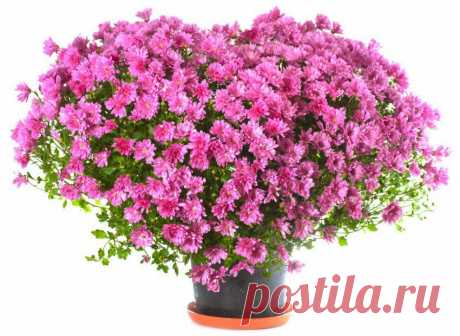 10 ЛУЧШИХ ЦВЕТОВ В ГОРШКАХ. .