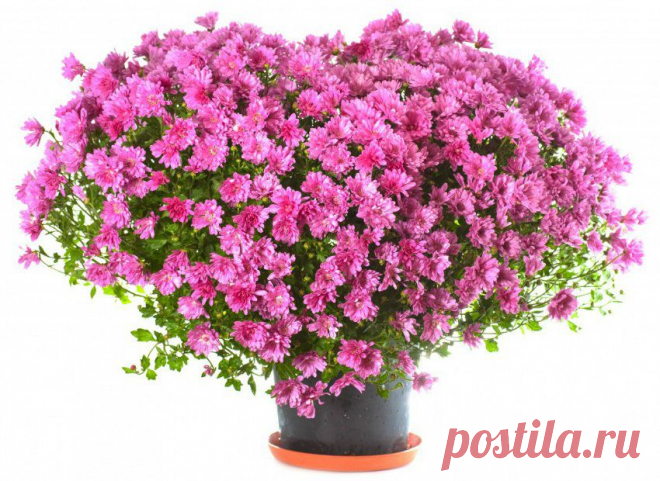 10 ЛУЧШИХ ЦВЕТОВ В ГОРШКАХ. .