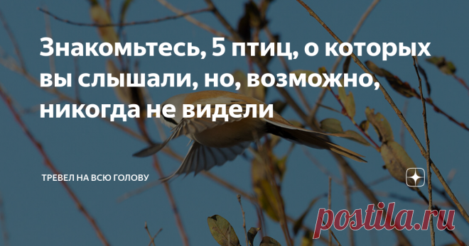 Знакомьтесь, 5 птиц, о которых вы слышали, но, возможно, никогда не видели И снова о птичках.  В этот раз 