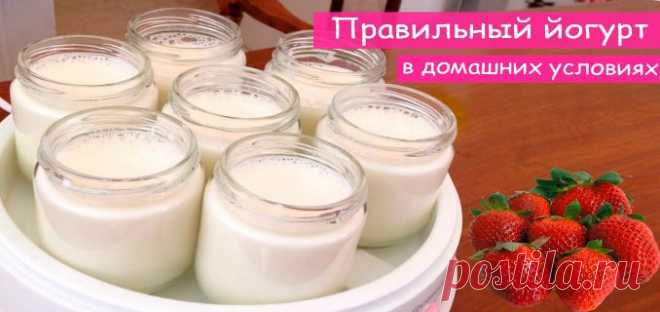 Простые рецепты йогурта в домашних условиях. — Полезные советы