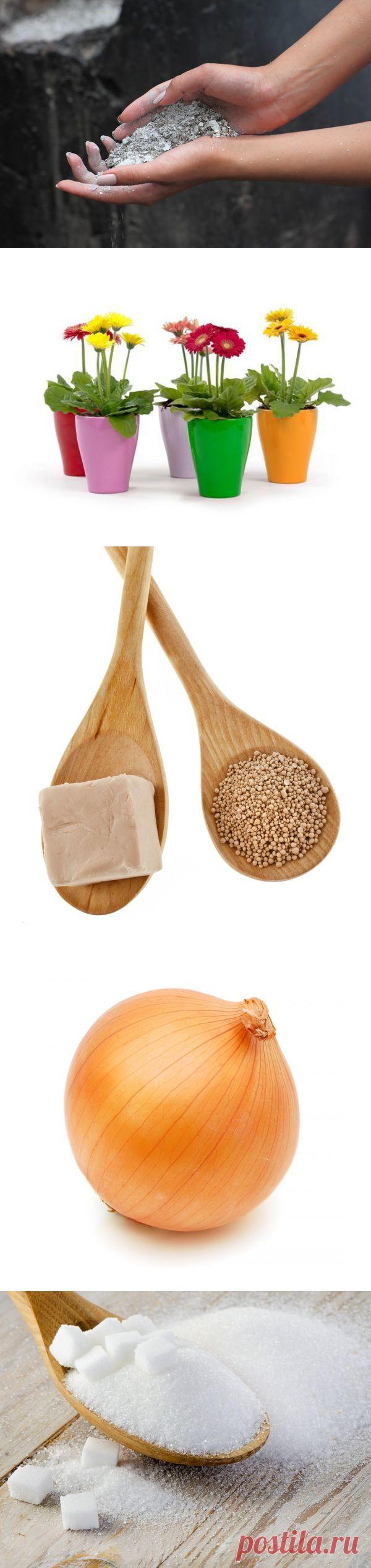 цитата Наталия_Третья : 10 натуральных удобрений для домашних цветов (21:00 04-10-2014) [5291856/338989220] - natalya.bazyleva.70@mail.ru - Почта Mail.Ru