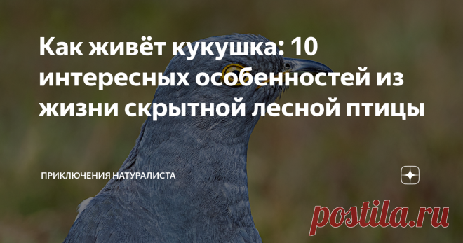 Как живёт кукушка: 10 интересных особенностей из жизни скрытной лесной птицы Слышно, но не видно. Вроде бы и есть, а может показалось? Орнитологам всегда было сложно изучать кукушку. Героиня повествования не испытывает потребности в публичности — ведёт скрытный, чуть ли не затворнический образ жизни. Может есть на то причины? «До отвала!» Кукушка могла бы пострадать от ожирения, если бы не обладала мощнейшим метаболизмом. Чтобы вдоволь насытиться, лесная жительница тратит ...