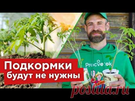 ЧТО ПОЛОЖИТЬ В ЛУНКУ ПРИ ПОСАДКЕ ТОМАТОВ? Рассада приживется, не замерзнет и даст отличный урожай!