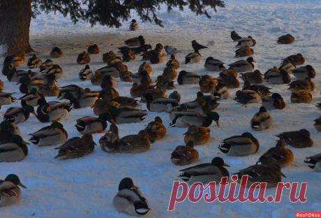 Фото: Обречённые. Николай Попов. Жанр, репортаж - Фото и фотограф на Расфокусе.