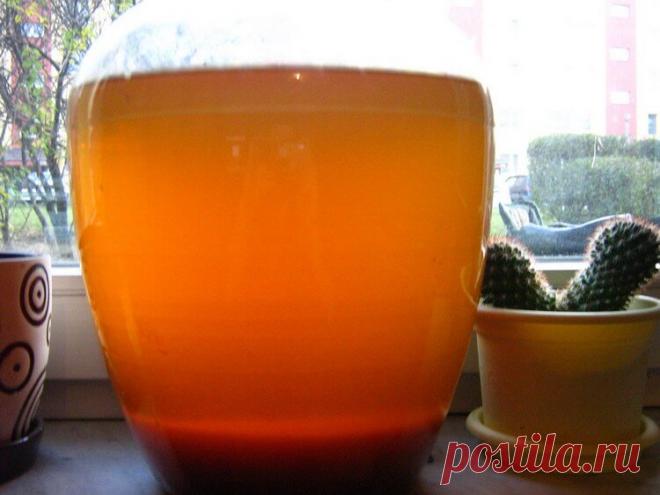 Вино из алычи в домашних условиях – лучшие рецепты