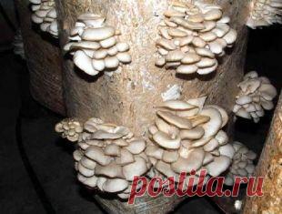 CD-диск Экстра прибыльный курс "SuperГриб"