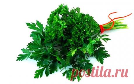 Как правильно сажать укроп и петрушку / Огород / Мои дачи
