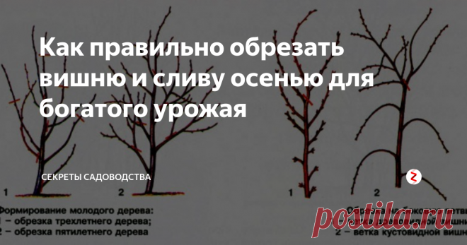 Как правильно обрезать вишню и сливу осенью для богатого урожая Удаляйте всё лишнее, чтобы дерево сформировало правильную крону. Осеняя обрезка вишни и сливы — полезная процедура для хорошего урожая.