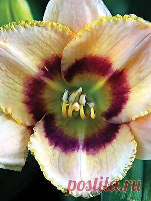 Лилейник гибридный Веселый клоун 59г