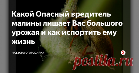 Какой Опасный вредитель малины лишает Вас большого урожая и как испортить ему жизнь Как обидно бывает, когда при сборе урожая...