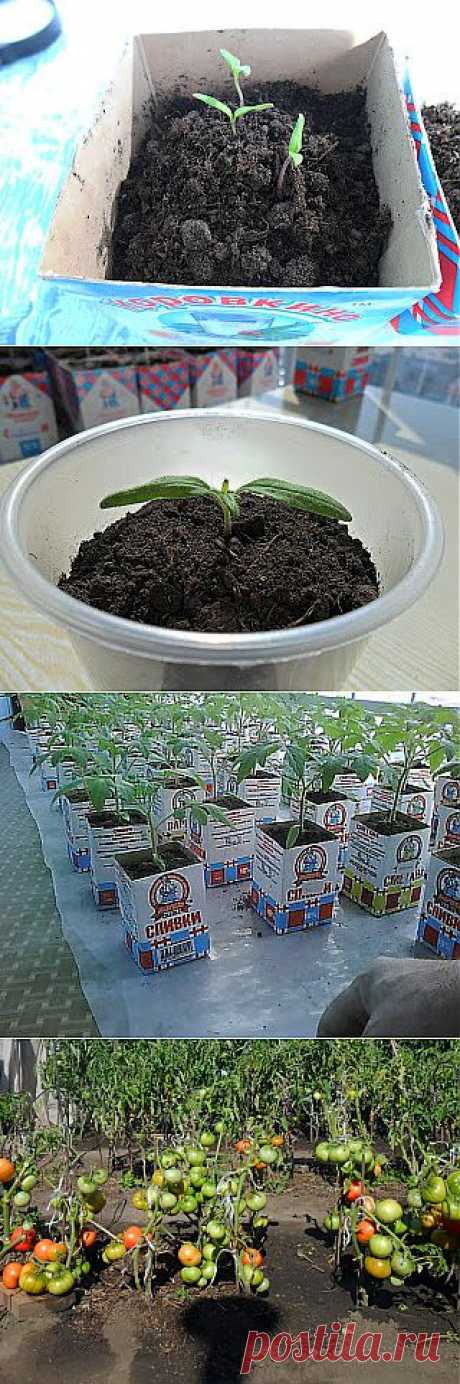 Вкусный Огород: Выращивание рассады помидоров