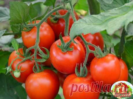 Кефир – защитник томатов

Редкий садовод может похвастаться, что не знаком с фитофторозом. Грибное заболевание первоначально появляется на листьях картофеля, затем инфекция перебрасывается на томаты.

Первые признаки заболевания – на листьях и стеблях томатов возникают коричневые пятна, а во влажную погоду на нижней стороне листа появляется слабый белый налет. На плодах образуются подкожные бурые расплывчатые пятна, которые быстро увеличиваются в размерах и охватывают весь...