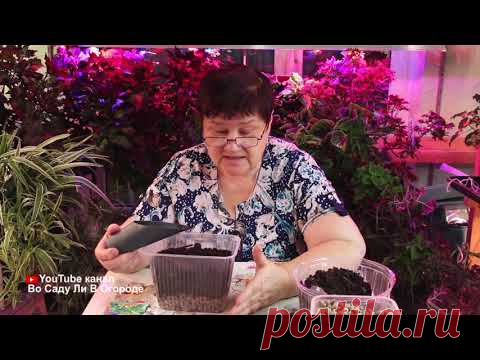 Что посеять в ноябре! К Новому году со своим урожаем