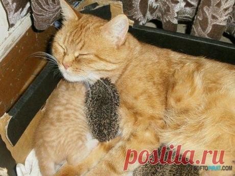 -кошка со странными "котятами", позитив | Удивительный мир