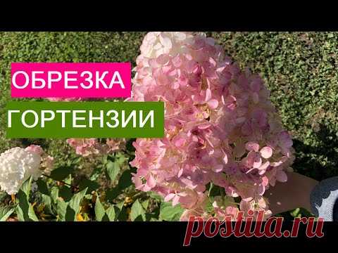СЕЗОН 2020: ЕЩЕ РАЗ ОБ ОБРЕЗКЕ ГОРТЕНЗИИ