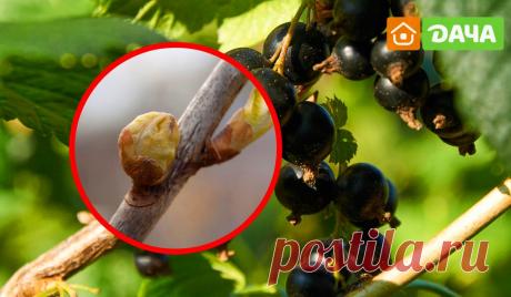 Почковый клещ на смородине – как спасти посадки » Женский Мир
