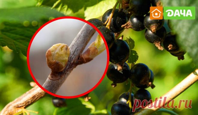 Почковый клещ на смородине – как спасти посадки &raquo; Женский Мир