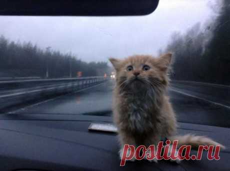 Хозяин, не гони! | Kote.Rjaka.com