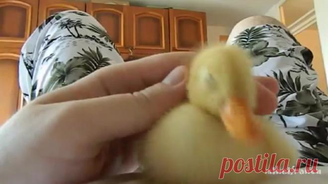 Маленький друг.

#видео@mir_hitrostey