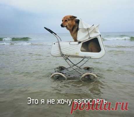 30 случаев, когда животные совсем как люди
