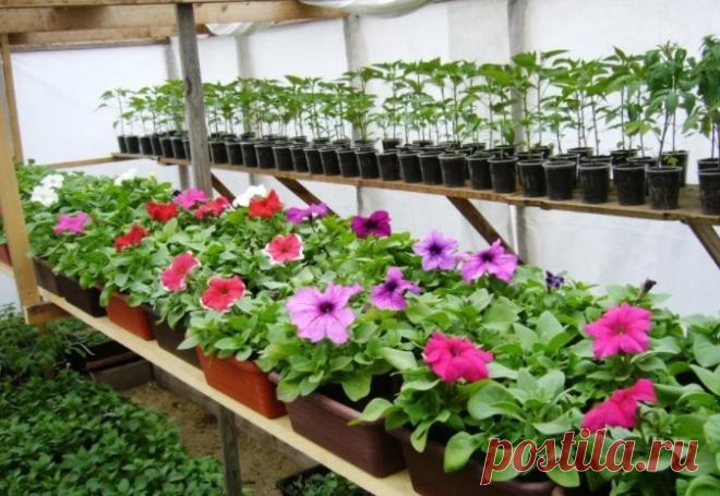 В ФЕВРАЛЕ на рассаду сеем цветы! Не забудьте посеять эти великолепные цветочные культуры в феврале на рассадуЛюбители цветов с опытом знают о том, что имеется ряд прекрасных цветочных культур, у которых достаточно длинный вегетационный период. Чтобы своевременно можно было бы лицезреть эту красоту на своей территории,...