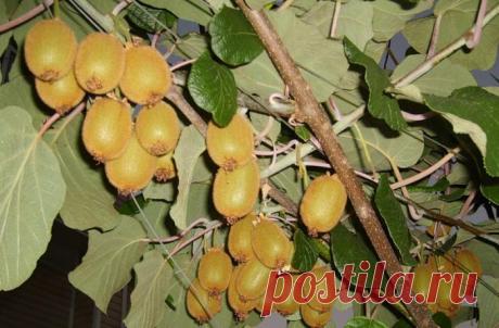 Так чем-же можно заменить таблетку? Киви