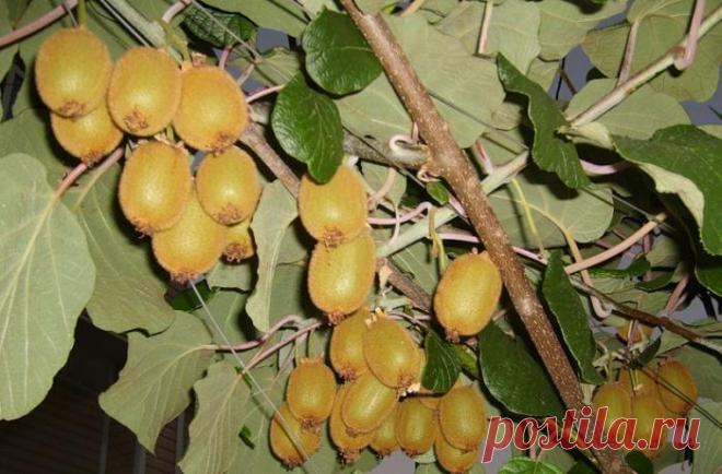 Так чем-же можно заменить таблетку? Киви