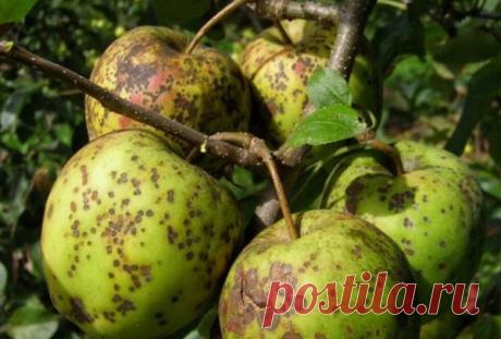 Парша на яблонях: как бороться и как предотвратить | Сад, дом, огород | Яндекс Дзен