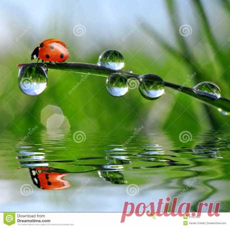 Dew and ladybird Dew And Ladybird - Download From Over 66 Million High Quality Stock Photos, Images, Vectors. Sign up for FREE today. Image: 31567682