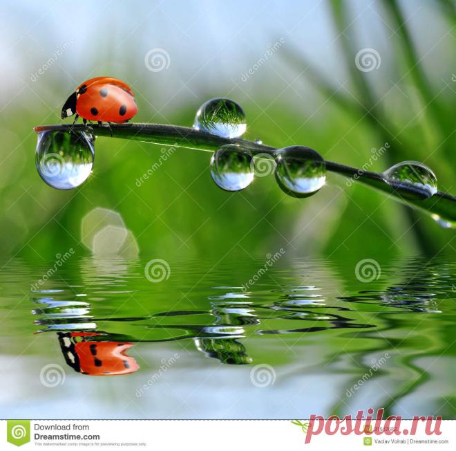 Dew and ladybird Dew And Ladybird - Download From Over 66 Million High Quality Stock Photos, Images, Vectors. Sign up for FREE today. Image: 31567682