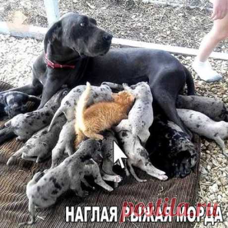 (48) Одноклассники